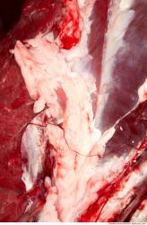 Photo Textures of RAW Beef Meat